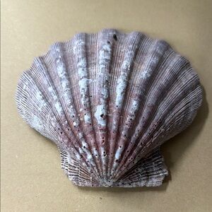 ⭐️Atlantic Calico Scallop Shell